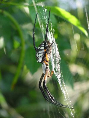 female black and yellow argiope
