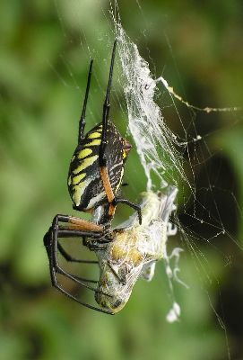female black and yellow argiope with grasshopper