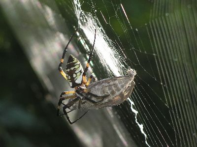 female argiope with hawk moth