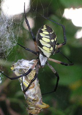 black and yellow argiope with grasshopper
