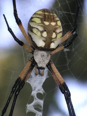 ventral view of the spiny-backed orb weaver