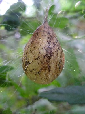 black and yellow argiope egg sac