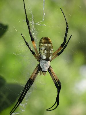 female argiope after laying eggs