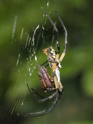 female argiope with beetle