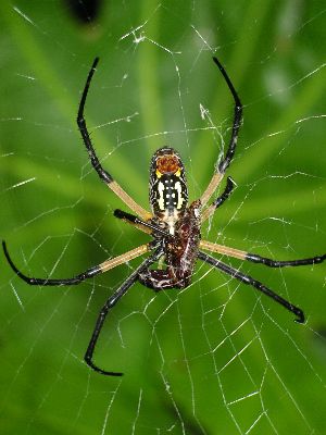 ventral view of female black and yellow argiope with beetle