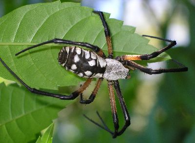 female argiope after laying eggs