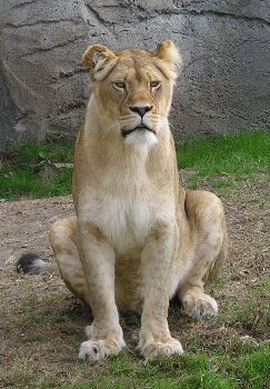 lioness