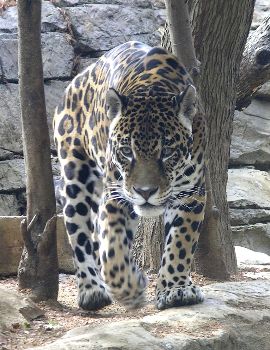 jaguar