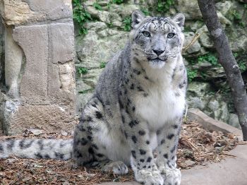 snow leopard