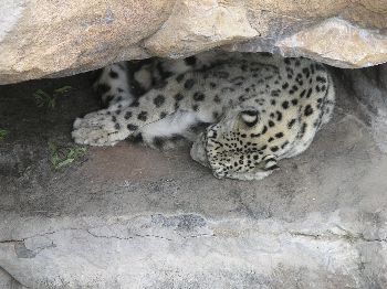 snow leopard