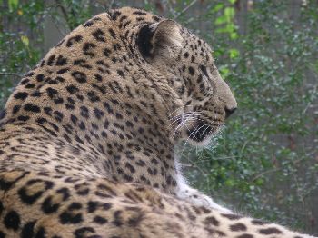 Amur leopard