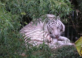 white Bengal tiger