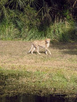 cheetah