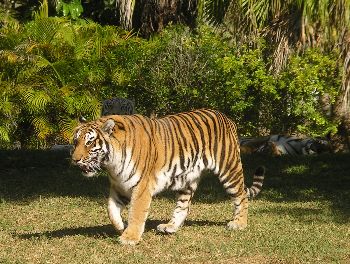 Bengal tiger