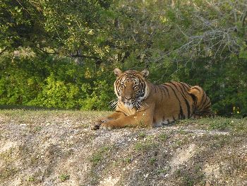 Bengal tiger