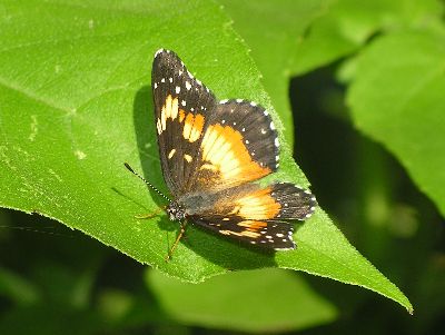 bordered patch butterfly