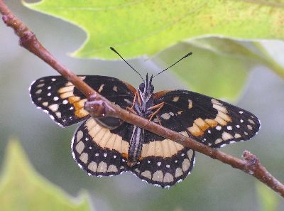 bordered patch butterfly underside