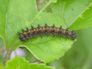 bordered patch butterfly caterpillar