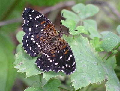 Texas crescent butterfly