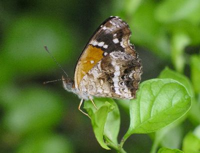 ventral view of Texas crescent