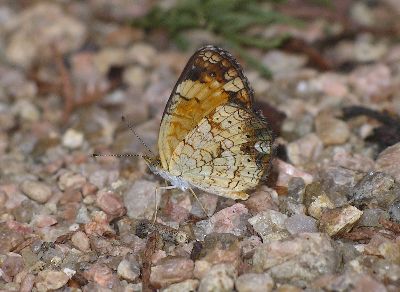 ventral view of Pearly crescent