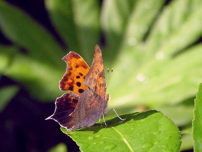 question mark butterfly on Japanese aralia