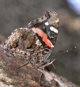 ventral view of red admiral