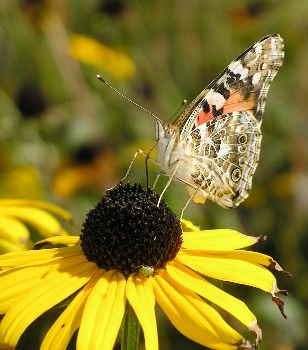 painted lady on black-eyed Susan