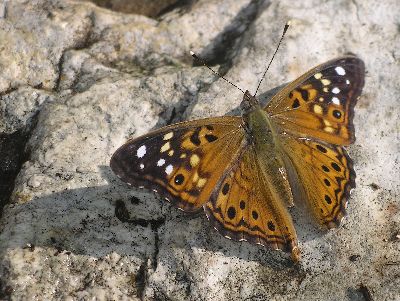 male hackberry butterfly