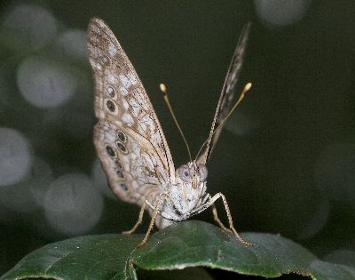 head-on view of a male hackberry butterfly