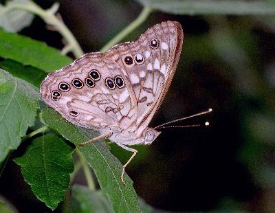 ventral view of male hackberry butterfly