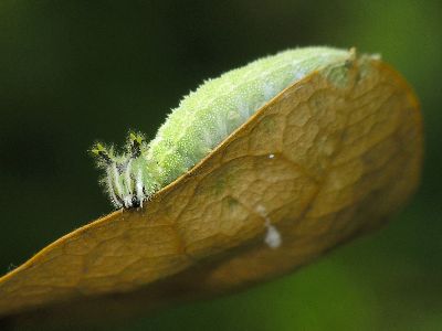 hackberry butterfly caterpillar on live oak leaf