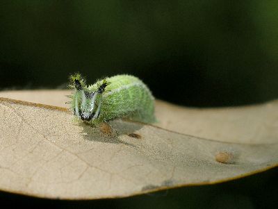 hackberry butterfly caterpillar on live oak leaf