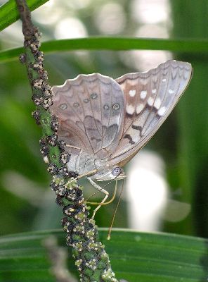 ventral view of female tawny emperor on palm flowers