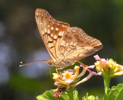 ventral view of male tawny emperor on lantana