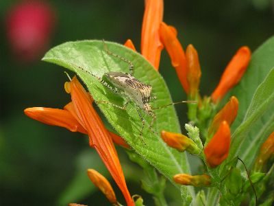 adult Coreid Bug (Hypselonotus punctiventris) on Mexican Honeysuckle (Justicia spicigera)