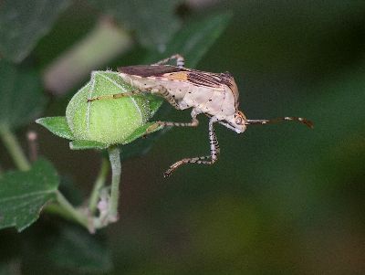 adult Coreid Bug (Hypselonotus punctiventris) on Spearleaf Swampmallow (Pavonia hastata)