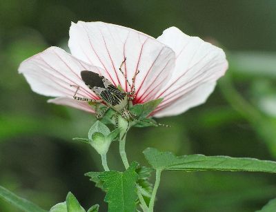 adult Coreid Bug (Hypselonotus punctiventris) on Spearleaf Swampmallow (Pavonia hastata)