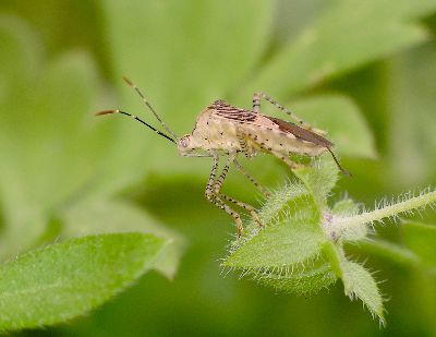 adult Coreid Bug (Hypselonotus punctiventris) on Baby Blue-Eyes (Nemophila phacelioides) calyx