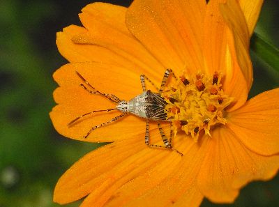 adult Coreid Bug (Hypselonotus punctiventris) on Cosmos