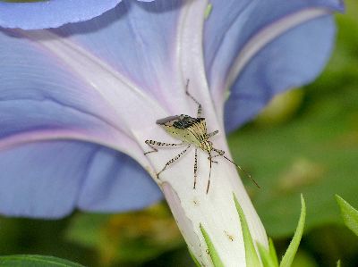 adult Coreid Bug (Hypselonotus punctiventris) on Perennial morning glory (Ipomoea indica)