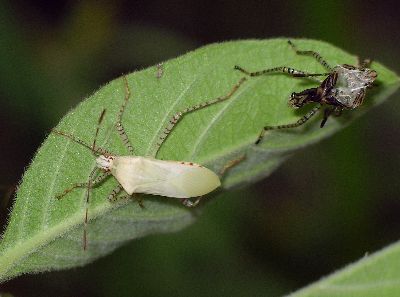 adult Coreid Bug (Hypselonotus punctiventris) newly emerged from 5th instar skin