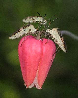 two adult Coreid Bugs and one 5th instar nymph (Hypselonotus punctiventris) on Scarlet clematis (Clematis texensis)