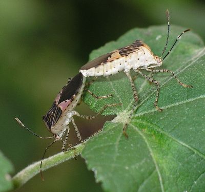 adult Coreid Bugs (Hypselonotus punctiventris) mating