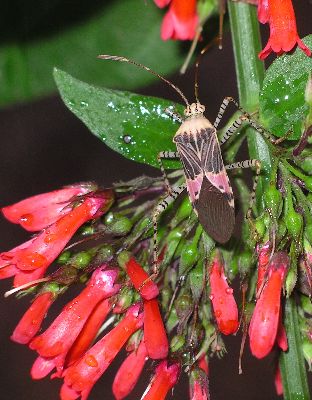 adult male Coreid Bug (Hypselonotus punctiventris) on unknown plant, possibly Zauschneria