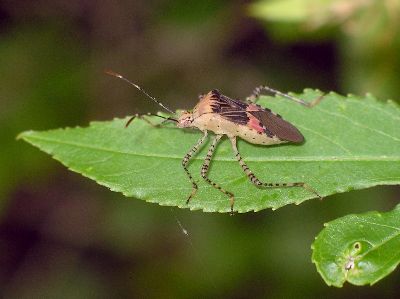 adult male Coreid Bug (Hypselonotus punctiventris)