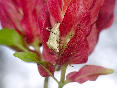 adult Coreid Bug (Hypselonotus punctiventris) on Shrimp Plant (Justicia brandegeana)