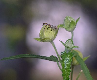 2nd instar Coreid Bug (Hypselonotus punctiventris)