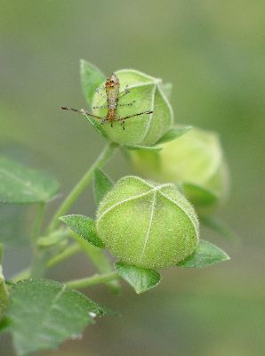 2nd instar Coreid Bug (Hypselonotus punctiventris)