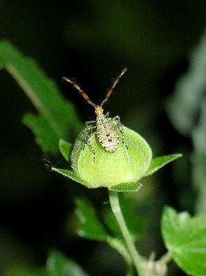 3rd instar Coreid Bug (Hypselonotus punctiventris)